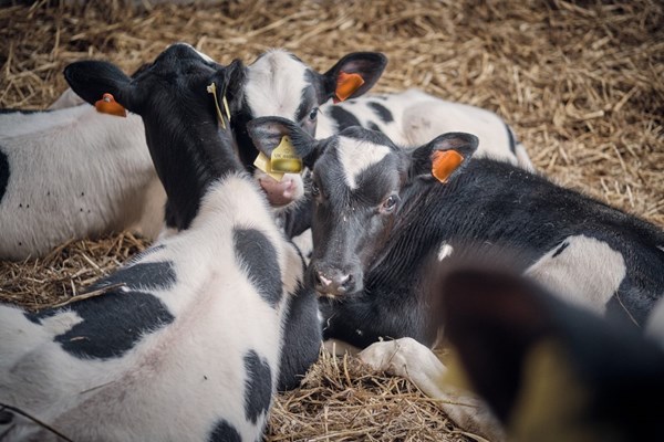 Calves at Moorhouse Hall Farm